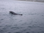 Fungie (or Fungi), the Dingle dolphin