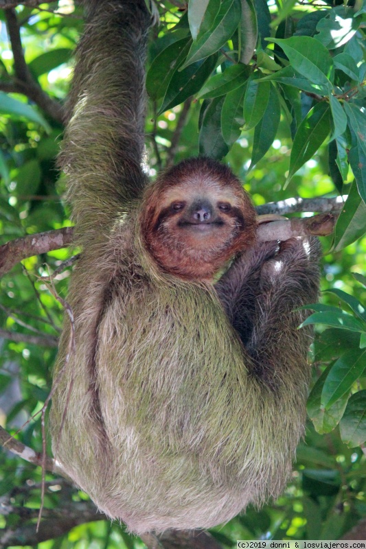 PEREZOSO COSTA RICA