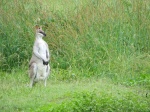 CANGURO