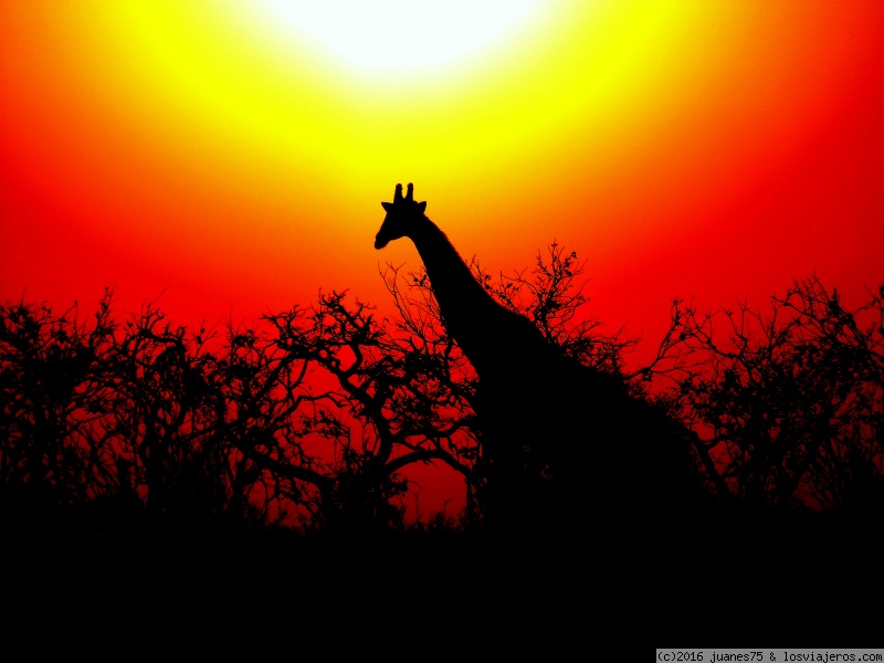 Chobe - Botswana