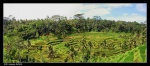 Arrozales en Bali (Paddy field panoramic)