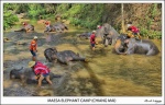 Maesa Elephant Camp (Chiang Mai)