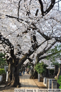 Cementerio Yanaka 8