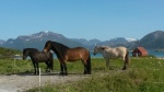 Caballos