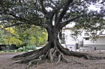tree of the Prado park Montevideo