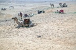 camellos y camelleros de las pirámides