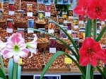 mercado de las flores en Koningsplein Amsterdam