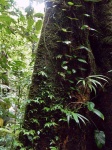 click en rincón de la reserva biologica bosque nuboso de Monteverde