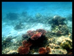 Corales en Perhentian Besar
