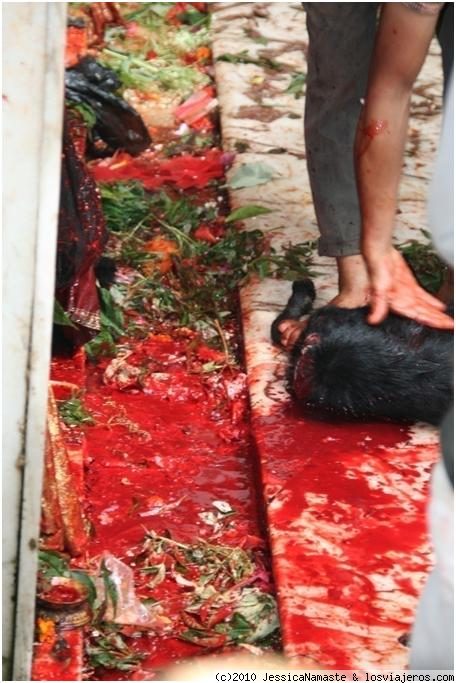 SACRIFICIOS A LA DIOSA DE LA MUERTE II, Bellezas de Nepal