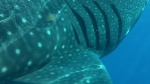 tiburón ballena