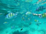 Snorkel en Phi Phi
