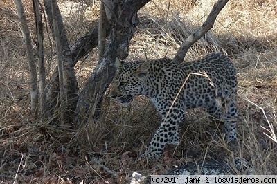 DOS CACHORROS DE LEOPARDO