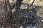 Cachorro de leopardo