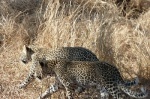 dos cachorros de leopardo