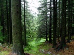 bosque en Bergen