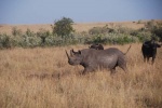 Rinoceronte embistiendo