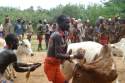 Ampliar Foto: Selecionando el ganado - Valle del Omo - Etiopia
