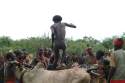 Ampliar Foto: Cenit de la ceremonia de saltando el toro - Valle del Omo - Etiopia