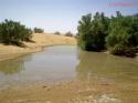 One oasis, a little spring in the middle of the desert - Libya
Oasis, pequeño manantial en medio del desierto - Libia