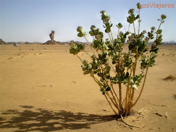 Akakus, muestra de la escasa vegetación existente - Libia
