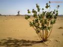 Akakus, muestra de la escasa vegetación existente - Libia