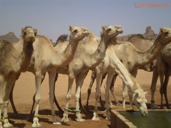 Camellos, para turistas aventureros - Libia
Camels, for adventure tourist - Libya