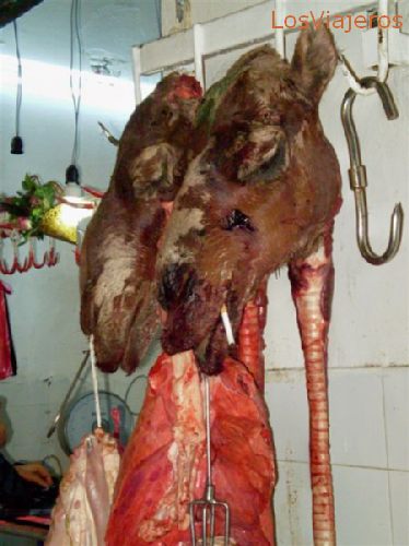 Tripoli, camel butchery - Libya
Trípoli, carne y casquería de camello - Libia