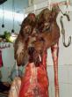 Go to big photo: Tripoli, camel butchery