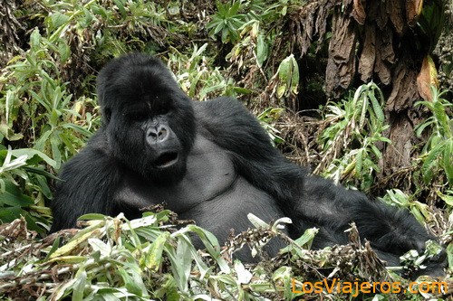 Gorilas - Ruanda