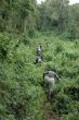 Trekking de los Gorilas -Parque Nacional de Los Volcanes
Gorilla trekking -Volcans National Park
