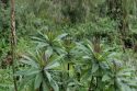 Vegetation - Rwanda
Vegetación - Ruanda