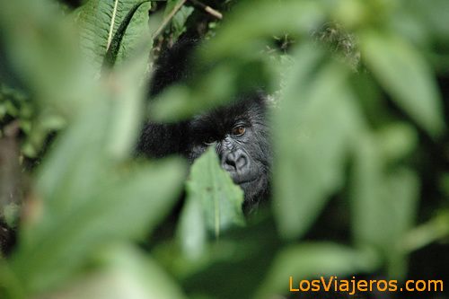 Trekking a los gorilas - Ruanda
Gorilla trekking - Rwanda