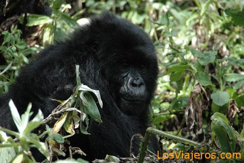 Joven Gorila -Parque Nacional de Los Volcanes - Ruanda
Young Gorillas -Volcans National Park - Rwanda