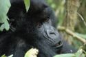 Gorillas -Volcans National Park