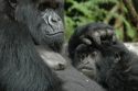 Gorila hembra -Parque Nacional de Los Volcanes - Ruanda
Mother Gorillas - Rwanda