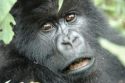 Ir a Foto: Primer plano de Gorila -Parque Nacional de Los Volcanes 
Go to Photo: Gorilla Face -Volcans National Park