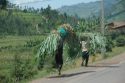 Go to big photo: Rwandese population