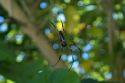 Araña de las palmeras - Seychelles
Palm spider - Seychelles