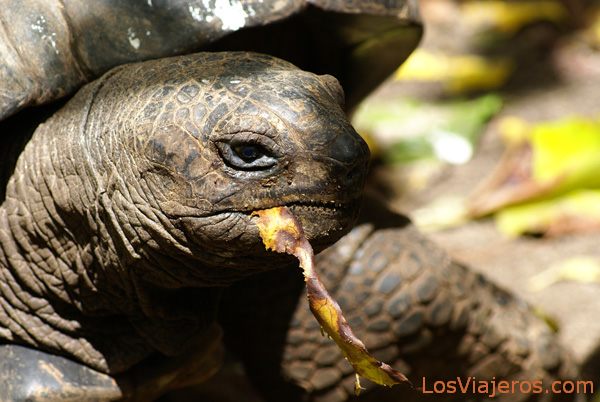 Tortuga gigante de Aldabra - Seychelles