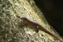 Lizard - Seychelles
Lagarto - Seychelles