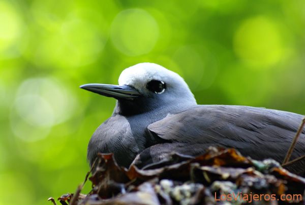 Ave endémica de Isla Cousin - Seychelles
Seychelles Cousin Island bird