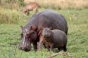 Hipopótamos -canal de Kazinga - Uganda