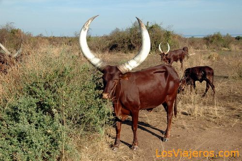 Vacas africanas en el camino - Uganda
African cows in the way - Uganda