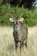 Antílope - Uganda
Antelope - Uganda