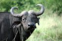 Búfalo -Queen Elizabeth National Park - Uganda
Buffalo - Queen Elizabeth National Park - Uganda