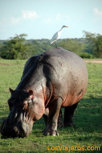 Hipopótamo - Uganda
Hippopotamus - Uganda