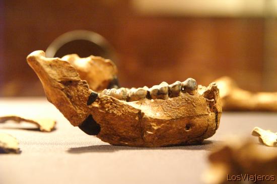Lucy, nuestro antepasado mas antiguo - Museo Nacional de Addis Abeba - Etiopia
Lucy, Australopithecus Afarensis - National Museum of Ethiopia - Addis Ababa