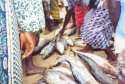 Ampliar Foto: Vendiendo el pescado en el puerto - Shama - Ghana