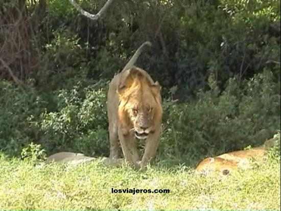 Nakuru Lions - Kenya
León de Nakuru - Kenia